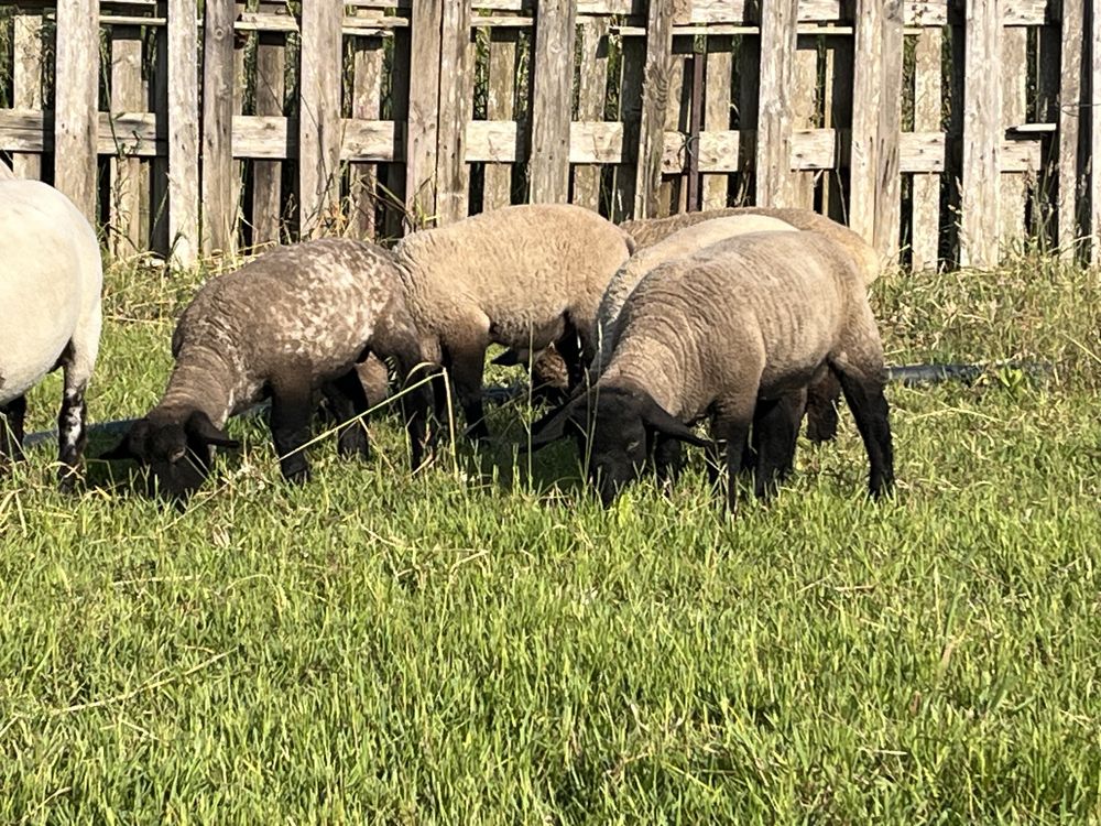 Borregos suffolk puros