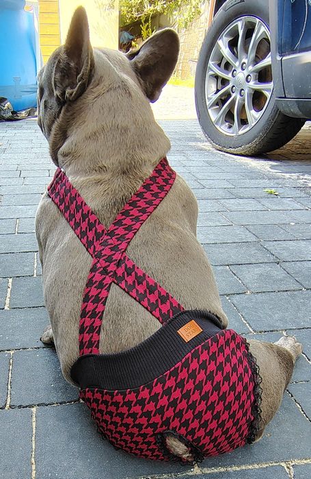 Majteczki na cieczke dla buldoga francuskiego na obw.brzuszka 48-52cm