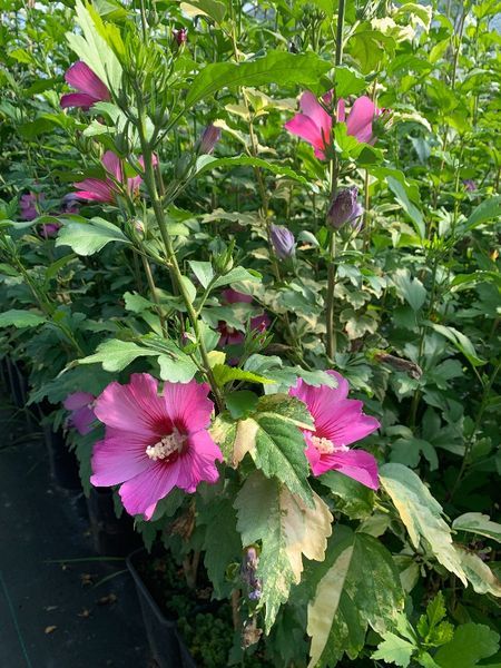 Hibiskus na Pniu Szczepiony Różne Kolory Cena 150 zł