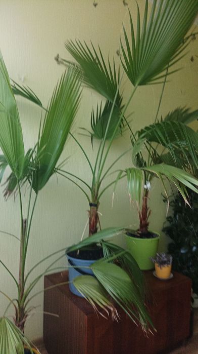 Пальма кімнатна, пальми, самовивіз