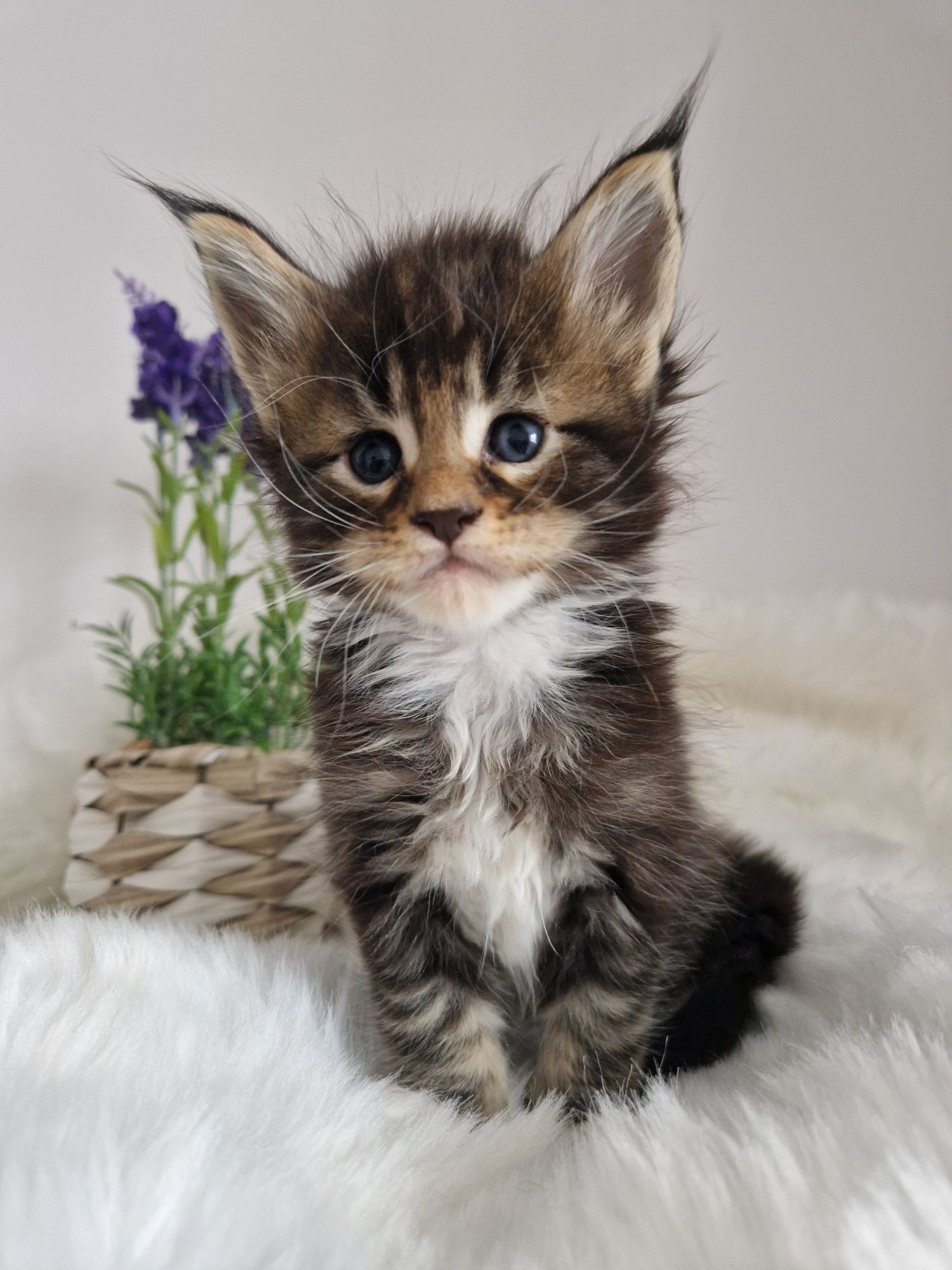 Rezerwacja Maine Coon kocurek, rodowód FPL