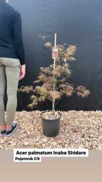 Acer palmatum / Klony palmowe mix odmian / HURT i DETAL /