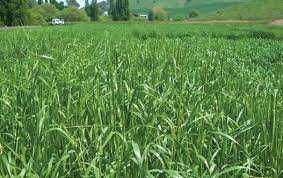 Mieszanka pop. w typie "gorzowskiej", jara, ozima, nasiona paszowe.