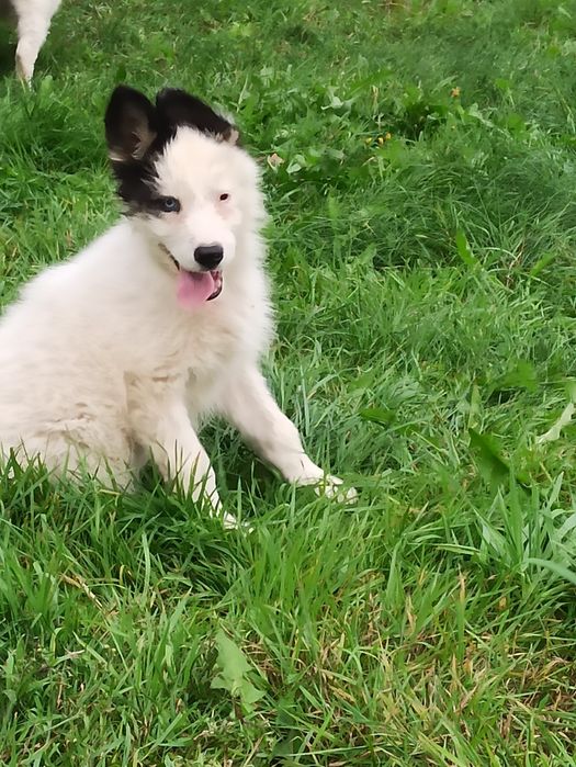 Łajka jakucka nie owczarek nie samojed nie border