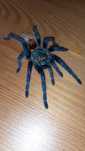 Chromatopelma cyaneopubescens SAMICA