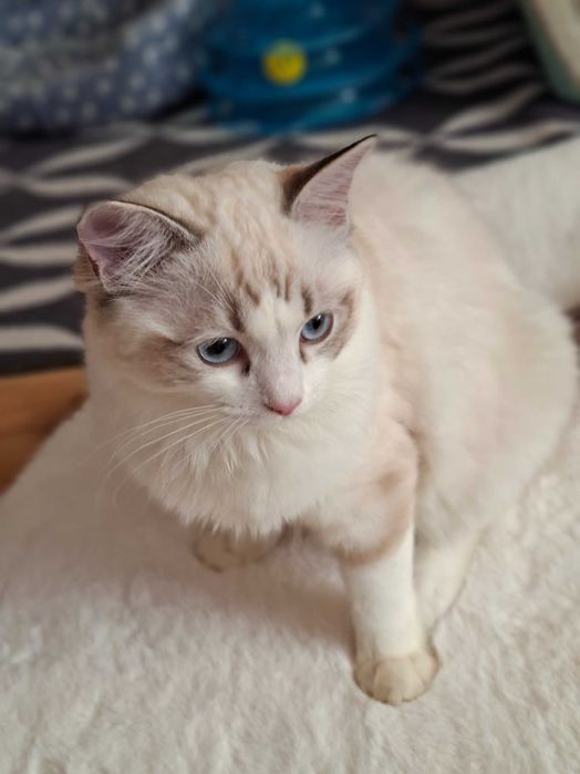 Kotka Ragdoll z rodowodem