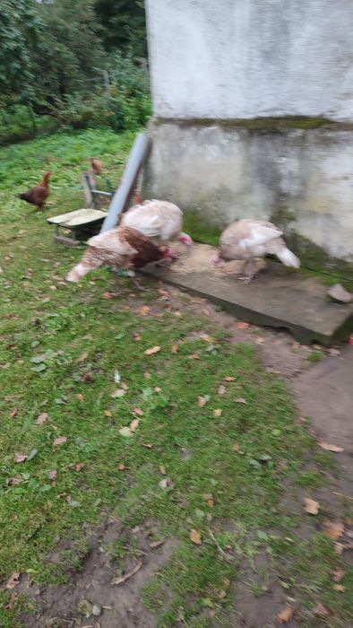Indyki sprzedam do chowu
