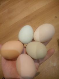 Świerże wiejskie jajka