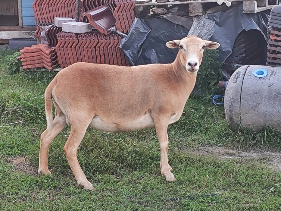 owce nolana pokryta dorperem