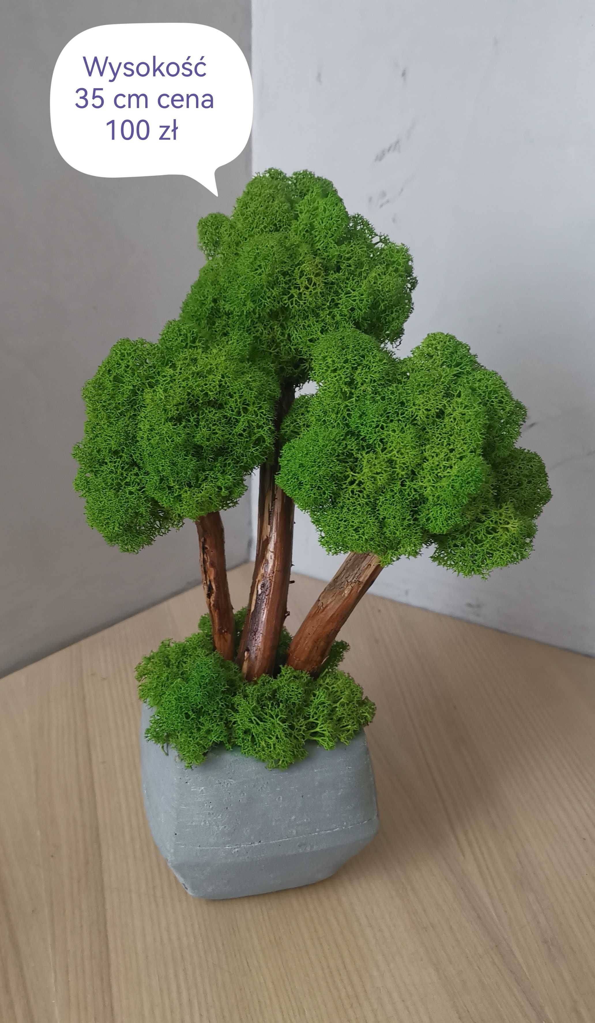 Drzewa bonsai z mchu chrobotka fińskiego