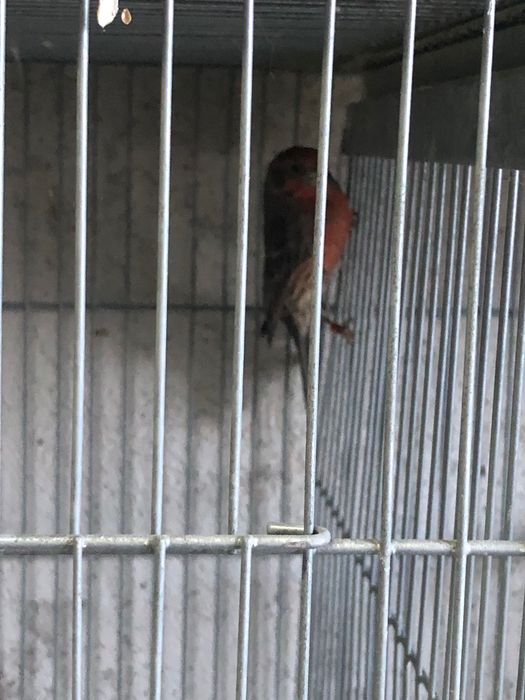 Cardapus mexicanos vários casais deste ano