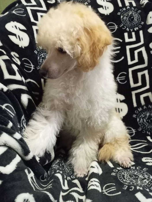Пудель - біленький хлопчик