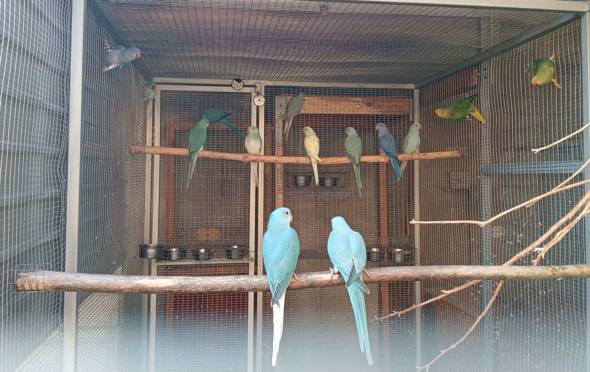 Ring necks de 2025 várias mutações