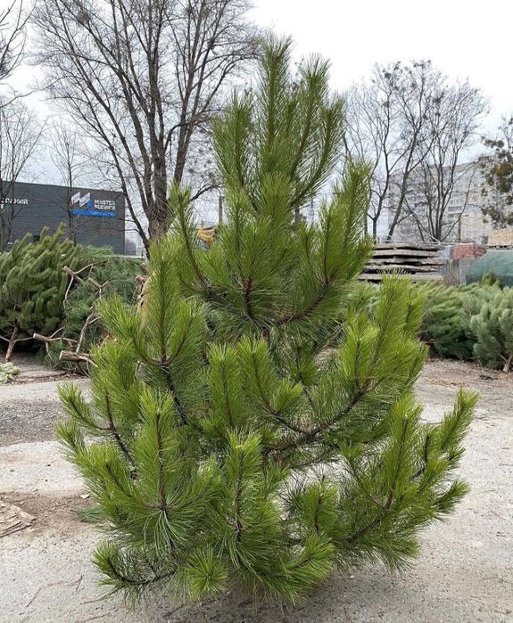 Доставка Елки новогодняя сосна домой доставка сосны Крымско надом