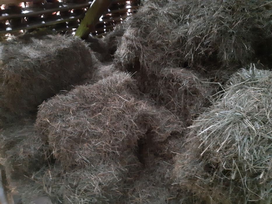 Siano i słoma tegoroczna 2025