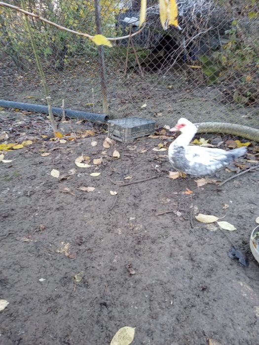 Kaczki francuskie indyczki