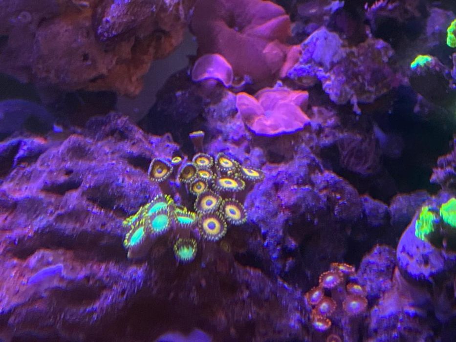 Zoanthus Spo koralowce