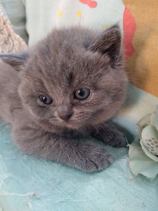 Продам котят от  породистих батьків.