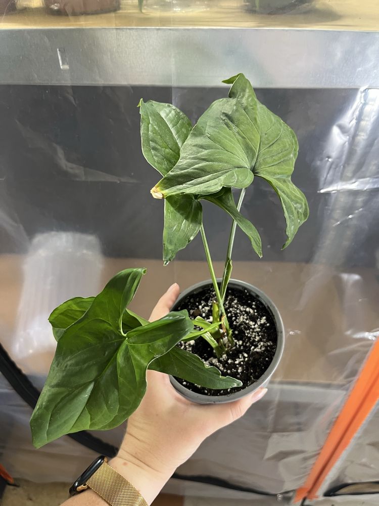 Syngonium emerald gem variegata regres