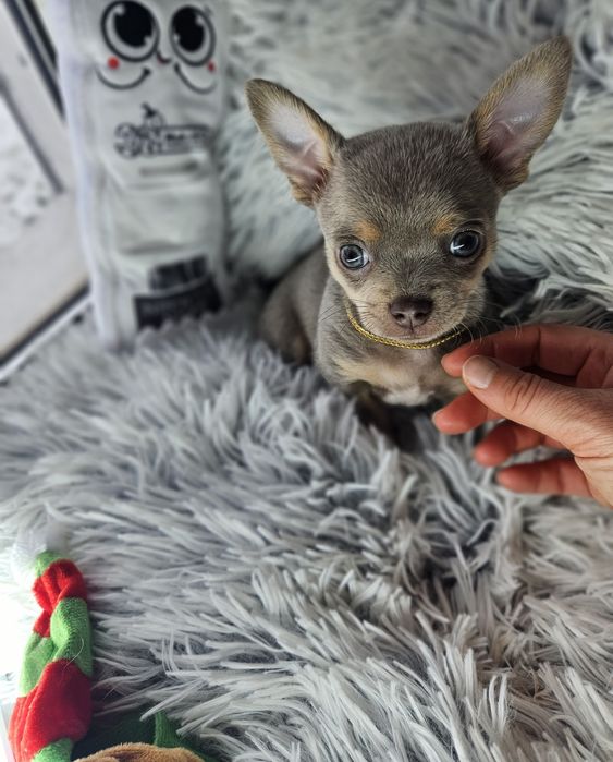 Mini Piesek chihuahua