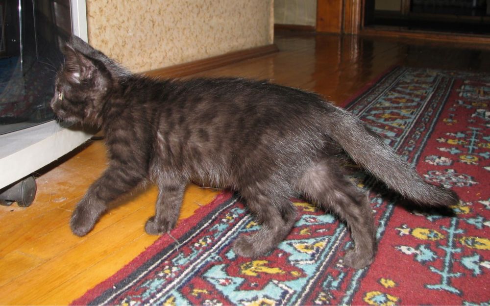 Отдаем котенка в хорошие руки