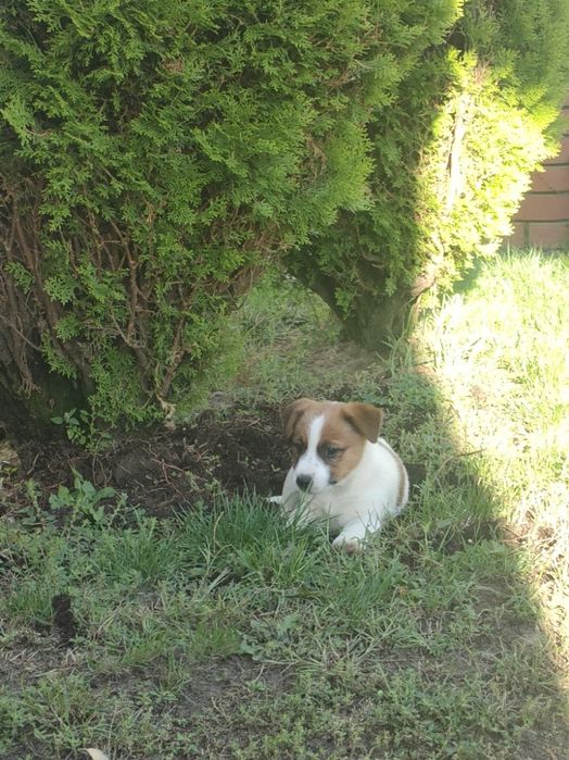 Piesek Jack Russell Terrier