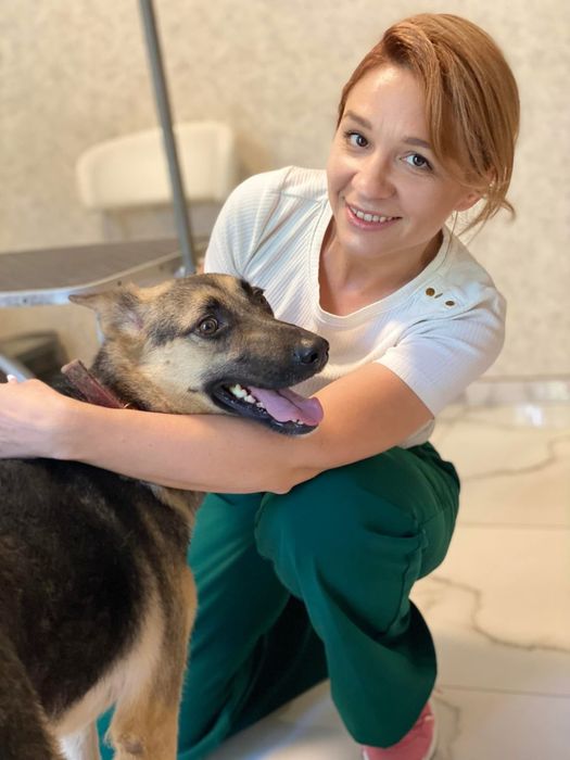 Собака у добрі руки метис вівчарки