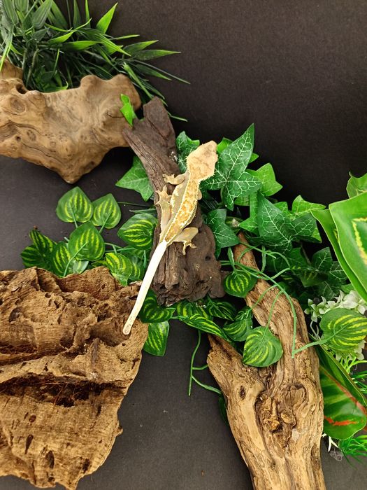 Gekon Orzęsiony z Nowej Kaledonii  ref. CC83