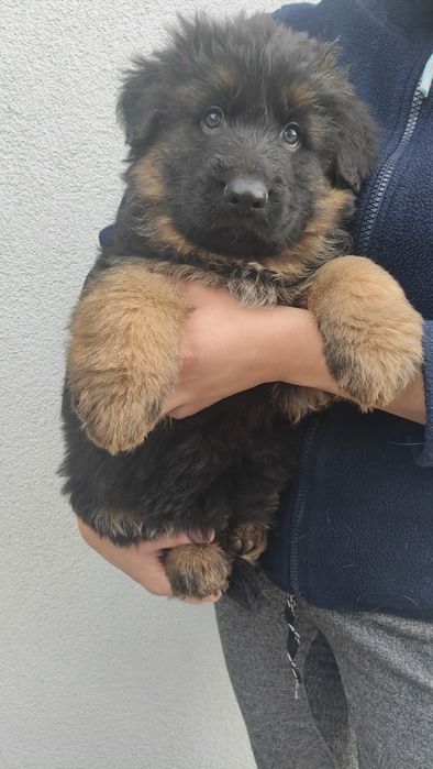 Szczeniak Owczarka Niemieckiego Pcim