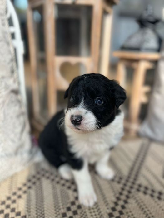 Border Collie szczeniak domowa hodowla odbiór grudzień