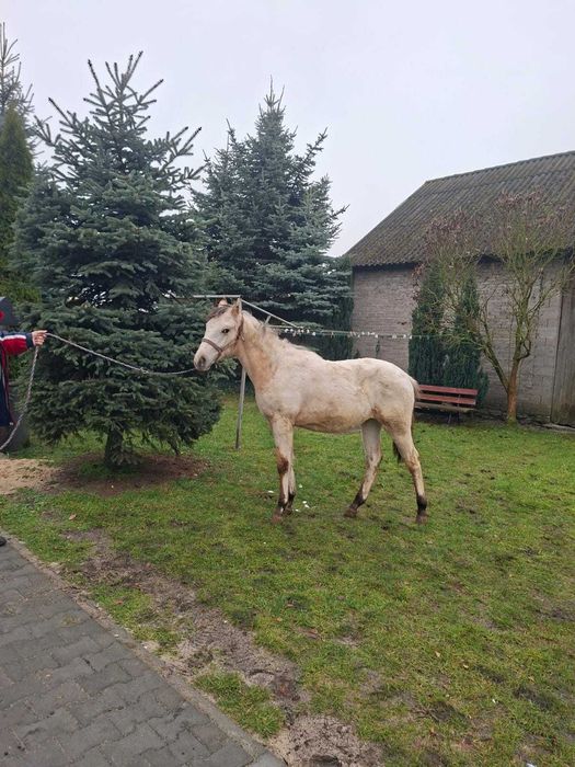 Sprzedam klaczkę po tarantach