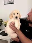 Golden Retriever zkwp