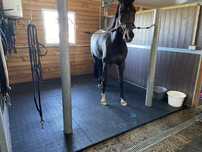 Piso Equestres de elevada qualidade