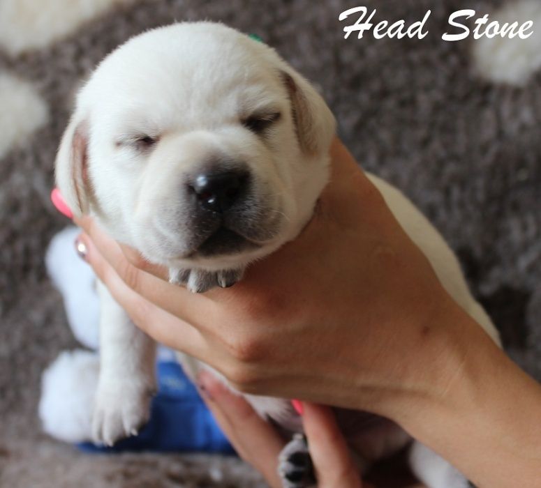 Лучший друг вам и вашим детям, Лабрадор ретривер