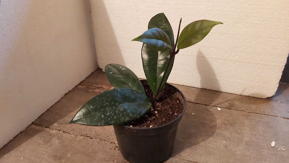Hoja pnąca (Ficus pumila)