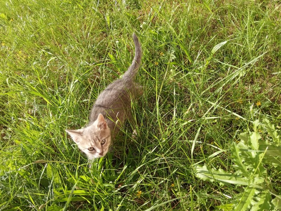 Стерилізуємо Кошеня бездомне вік може 2 місяці