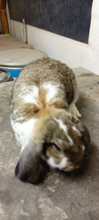 Króliki baran francuski samiec i 3 samice