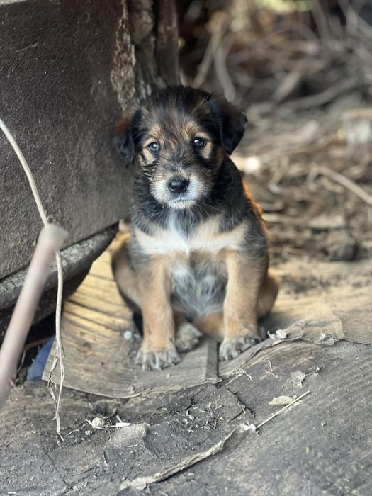 Собачки, цуценята
