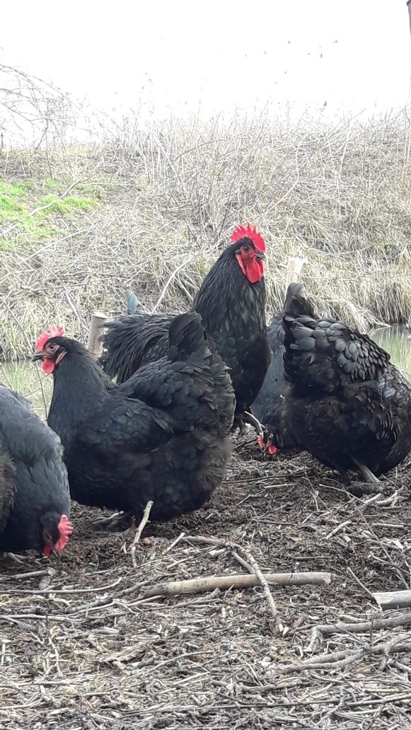 Продам Інкубаційне яйце джерсійського гіганта.