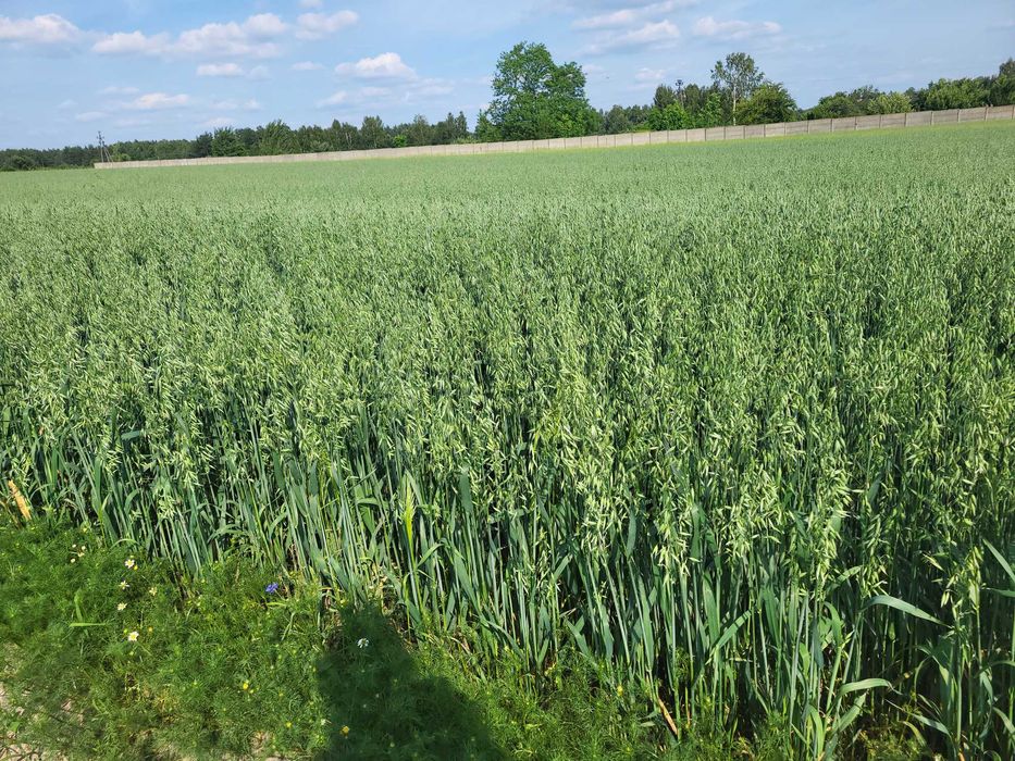 Sprzedam owies  2025