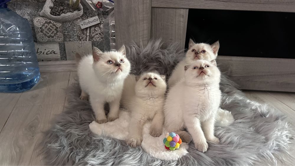 Шотландські котики