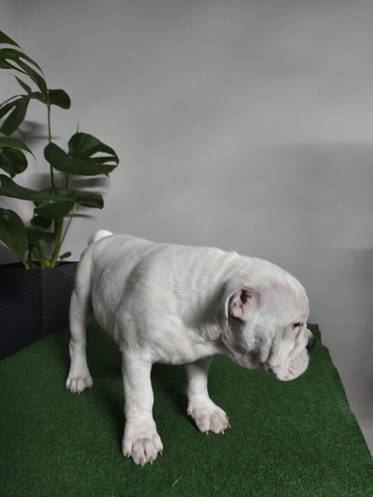 Buldog Angielski ZKwP FCI