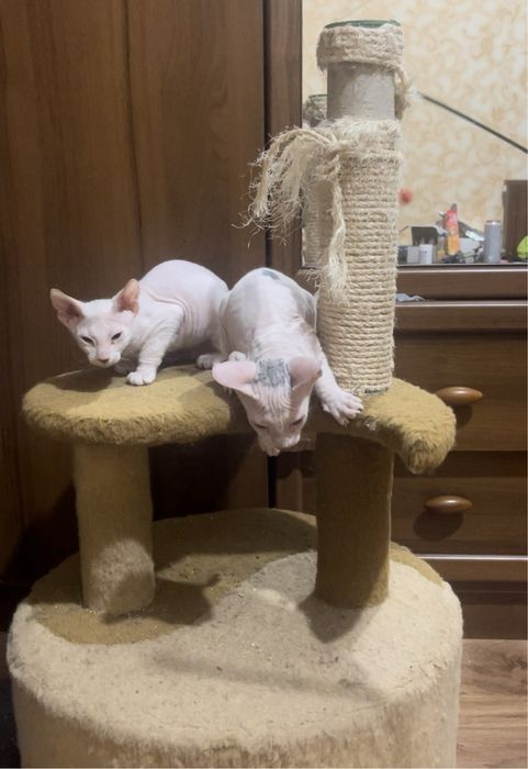 Донський сфінкс кошенята білого кольору , 2 місяці