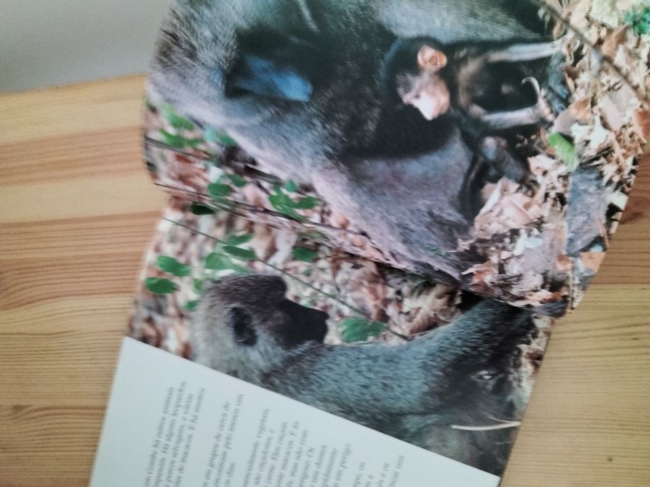 Livro " Família dos Chimpanzés'