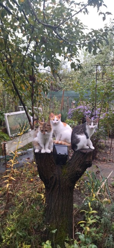 Молоді котики, кошенята, кішечки шукають люблячу родину. Дачні! Зима..