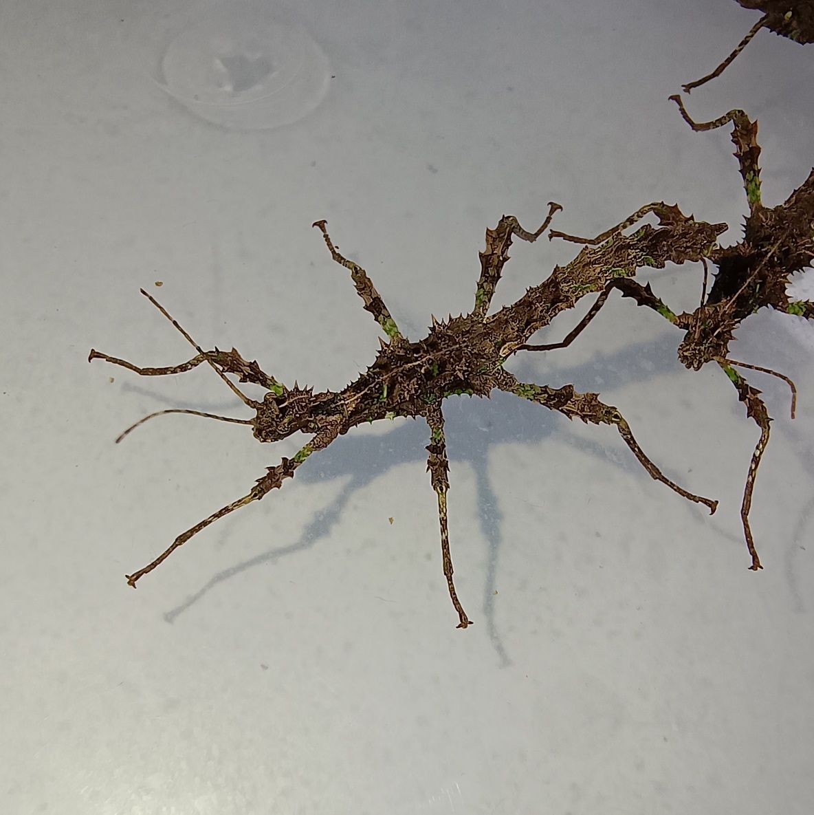 Straszyki filipińskie - Trachyaretaon sp. North Luzon