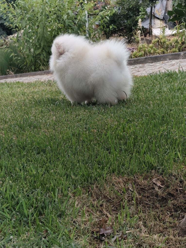 Spitz anão Macho