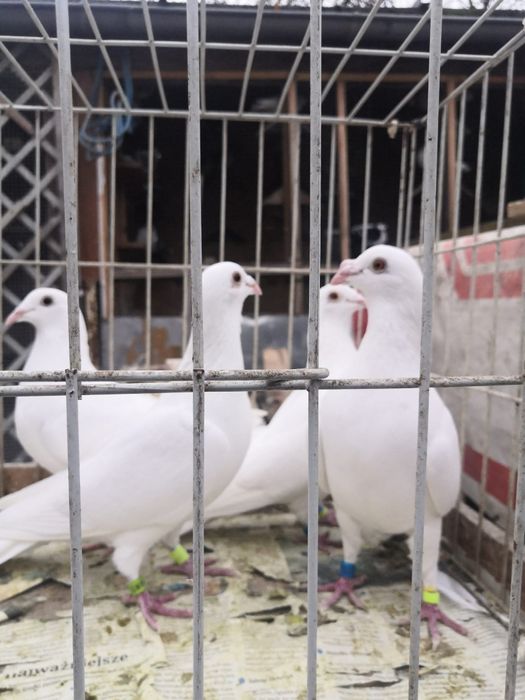 Białe pocztowe, gołębie, białe Delbary