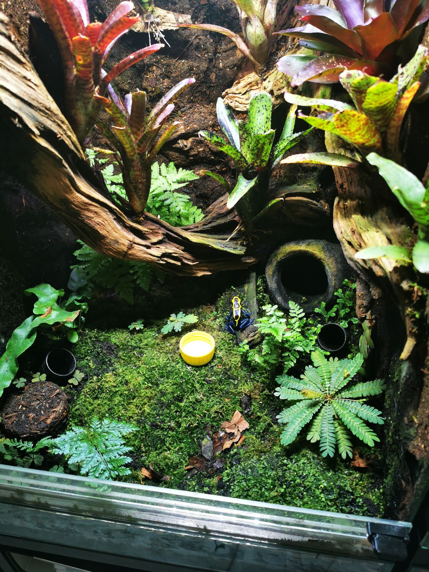 Rośliny Tropikalne do Terrarium Vivarium Paludarium
