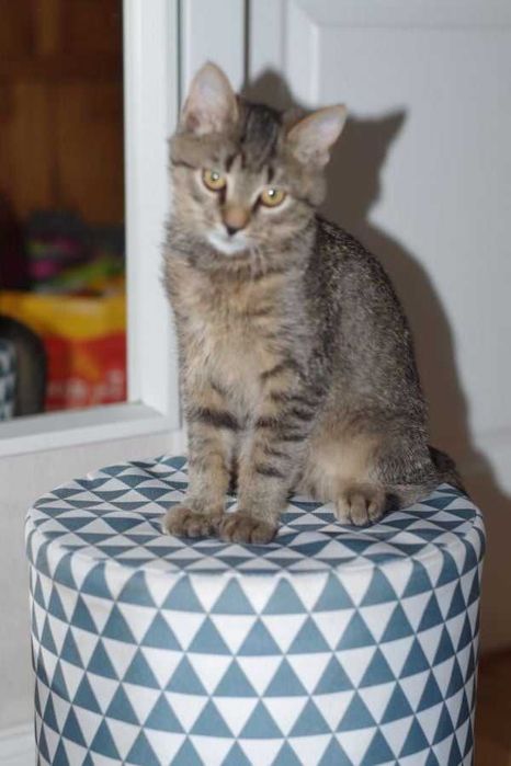 Filuś, czteromiesięczny kocurek do adopcji.